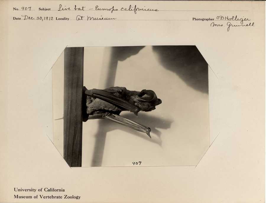 Eumops perotis californicus