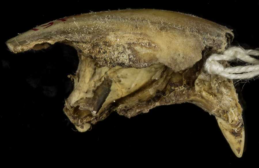 Marmota monax ochracea
