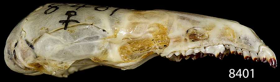 Sorex monticolus malitiosus