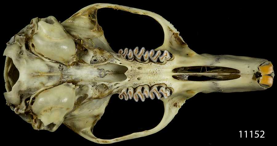 Neotoma cinerea alticola