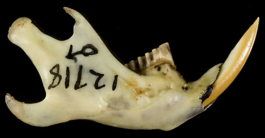 Microtus californicus paludicola