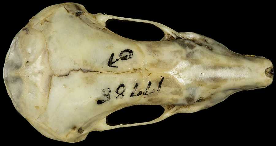 Scapanus latimanus grinnelli