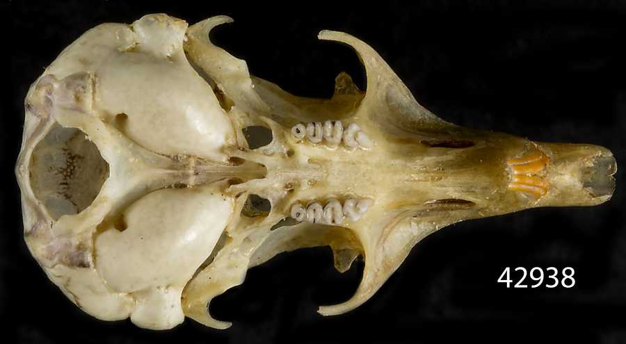 Chaetodipus spinatus lambi