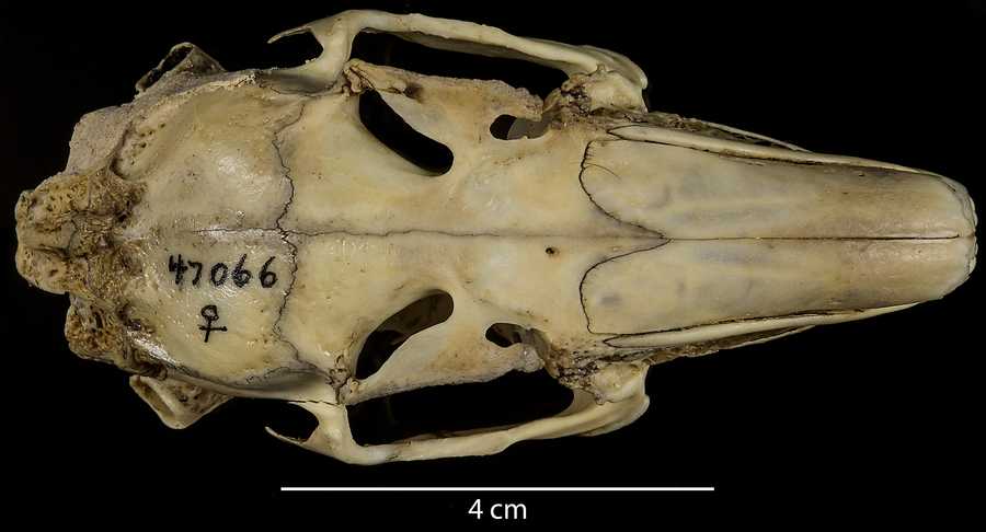 Lepus californicus deserticola