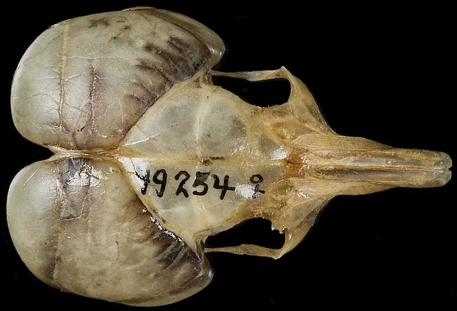 Microdipodops pallidus ruficollaris