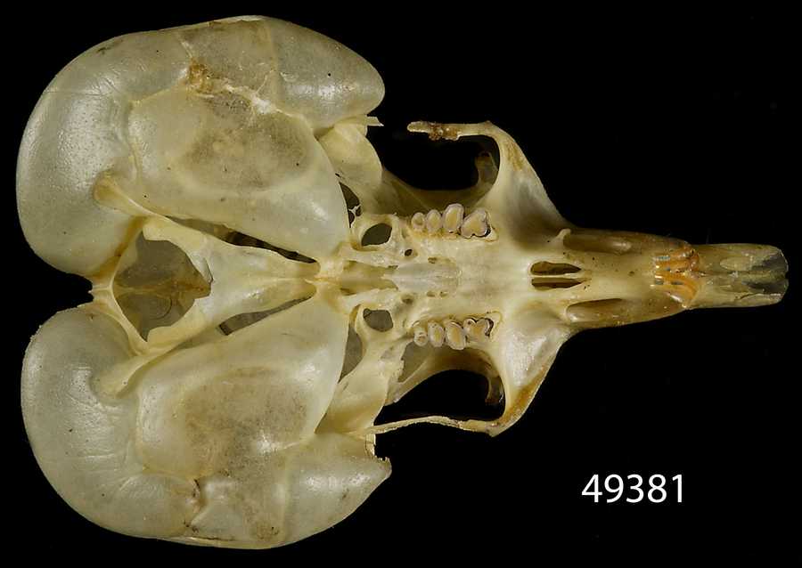 Microdipodops megacephalus sabulonis