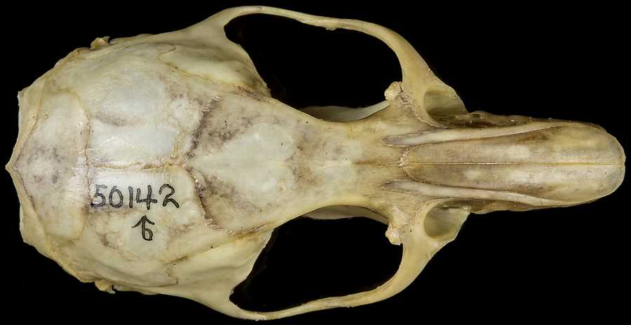 Neotoma bryanti intermedia
