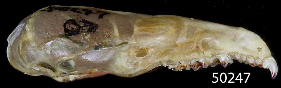 Sorex monticolus monticolus