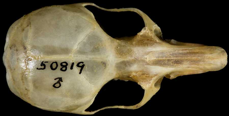 Peromyscus nasutus griseus