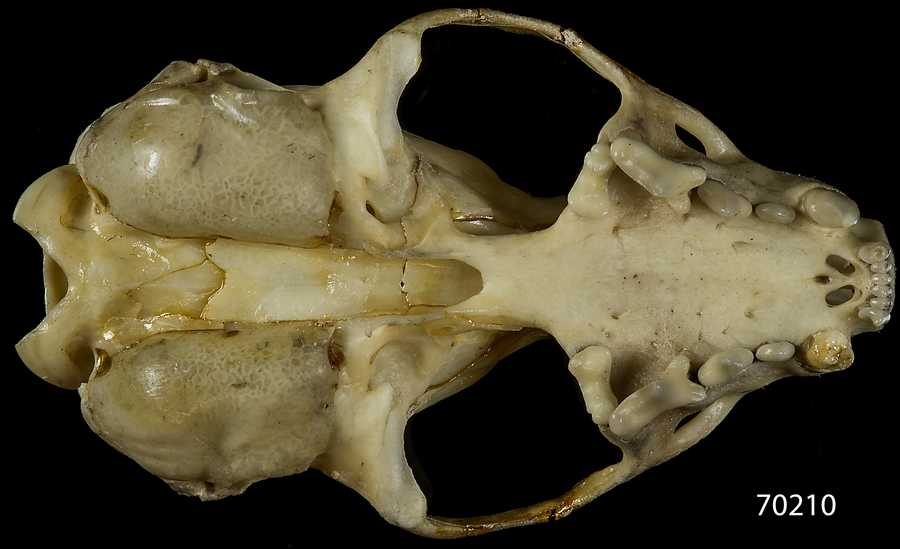 Mustela frenata nigriauris