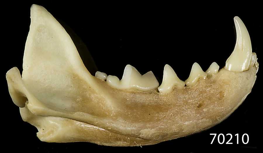 Mustela frenata nigriauris