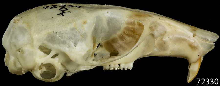 Peromyscus maniculatus serratus