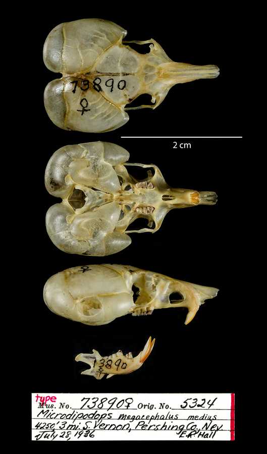 Microdipodops megacephalus ambiguus