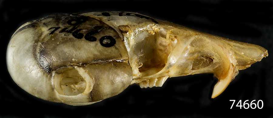 Microdipodops megacephalus paululus