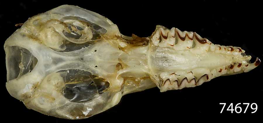 Sorex ornatus salicornicus
