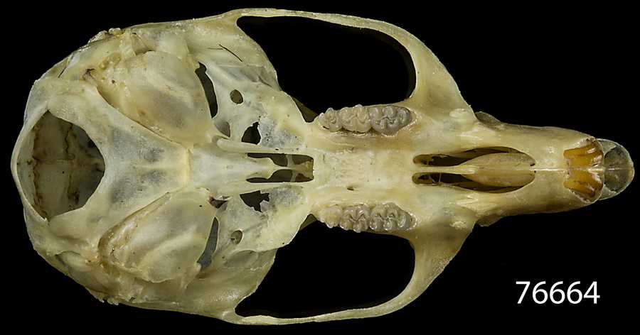 Reithrodontomys fulvescens canus