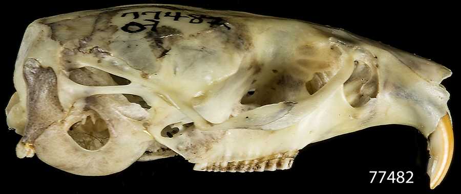 Mustela frenata nevadensis