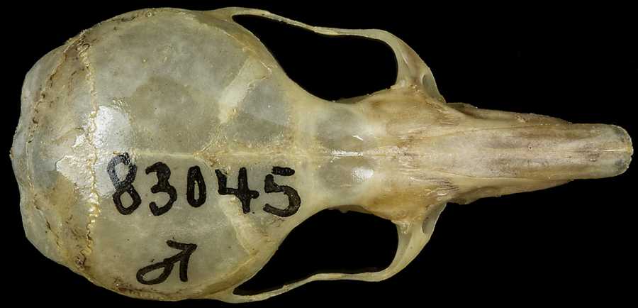 Peromyscus crinitus scopulorum