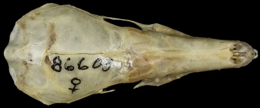 Condylura cristata nigra