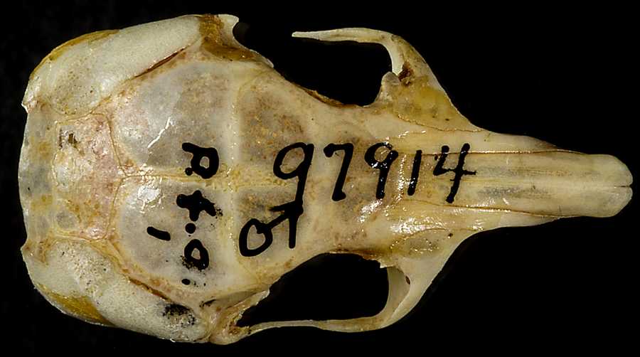 Perognathus fasciatus fasciatus