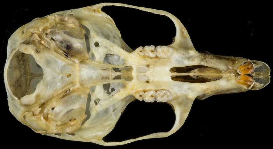 Reithrodontomys mexicanus orinus