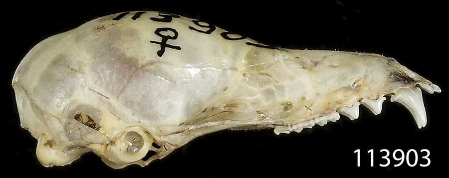 Glossophaga longirostris reclusa