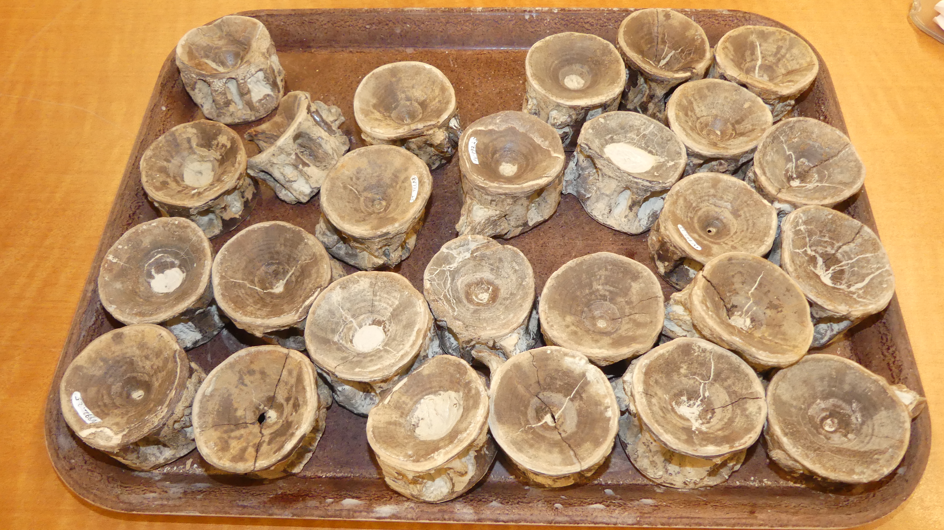 Xiphactinus audax