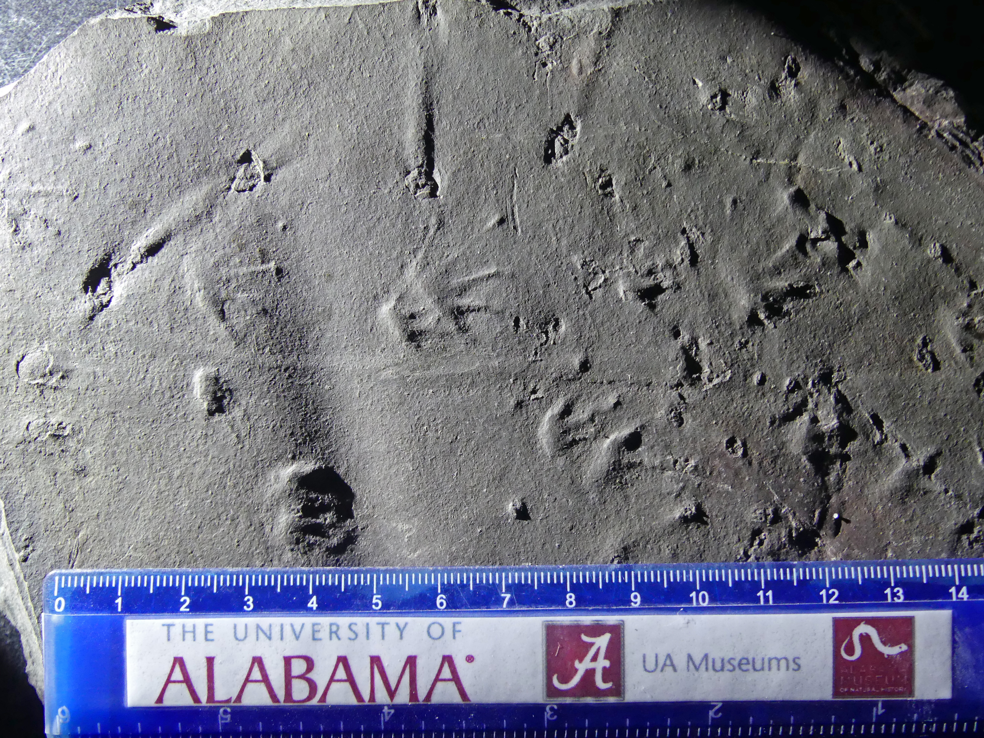 Matthewichnus caudifer