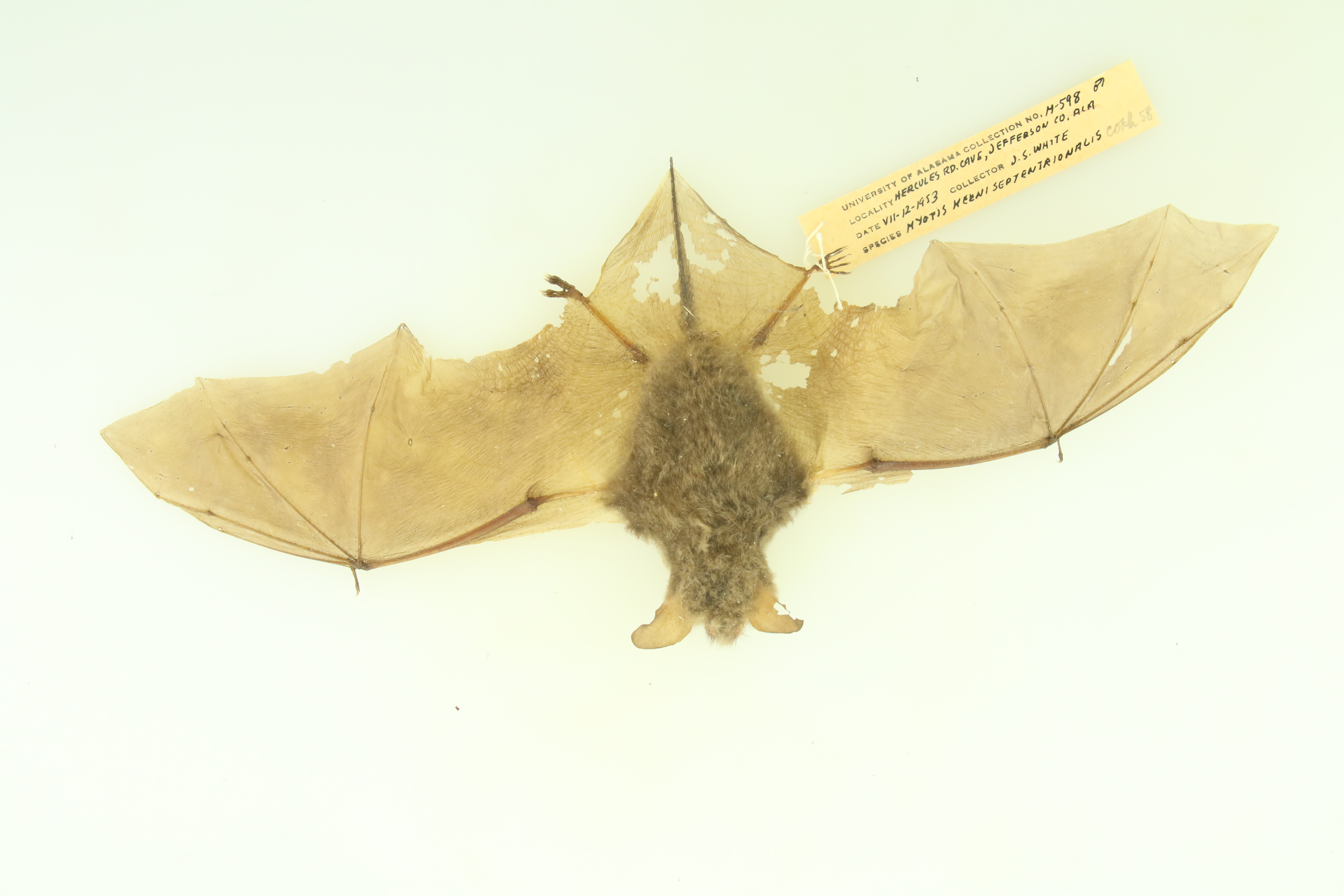 Myotis keenii