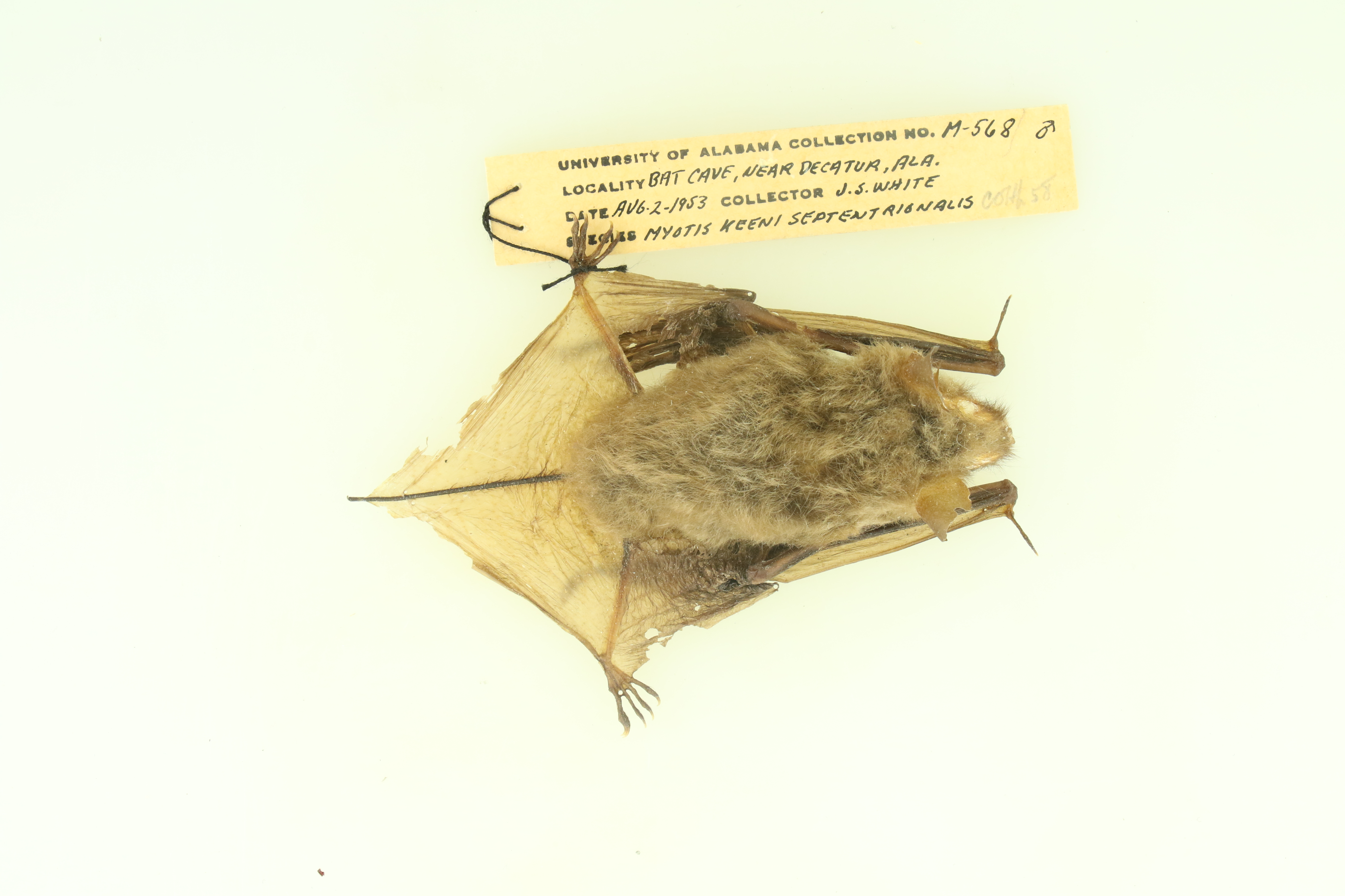 Myotis keenii