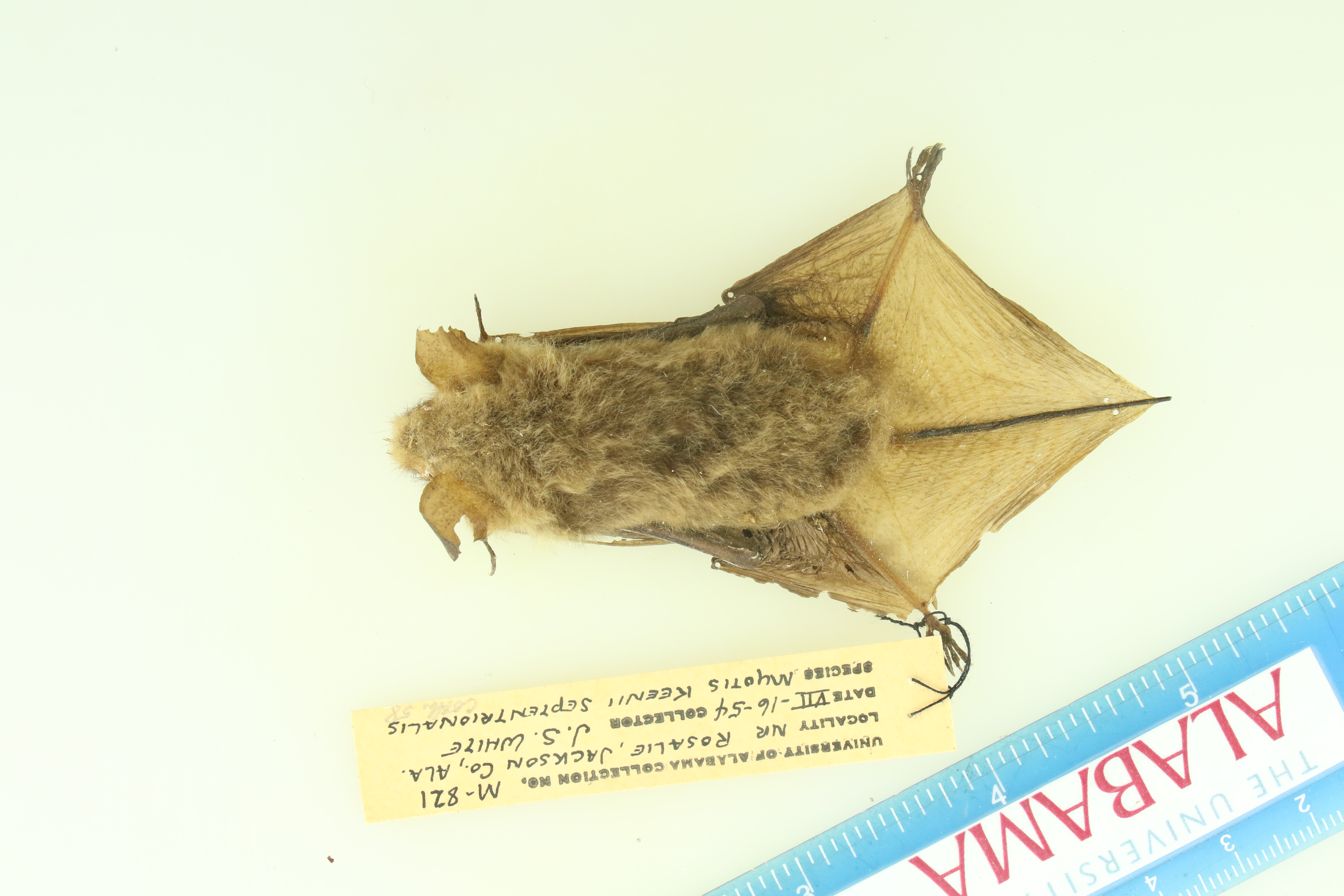 Myotis keenii