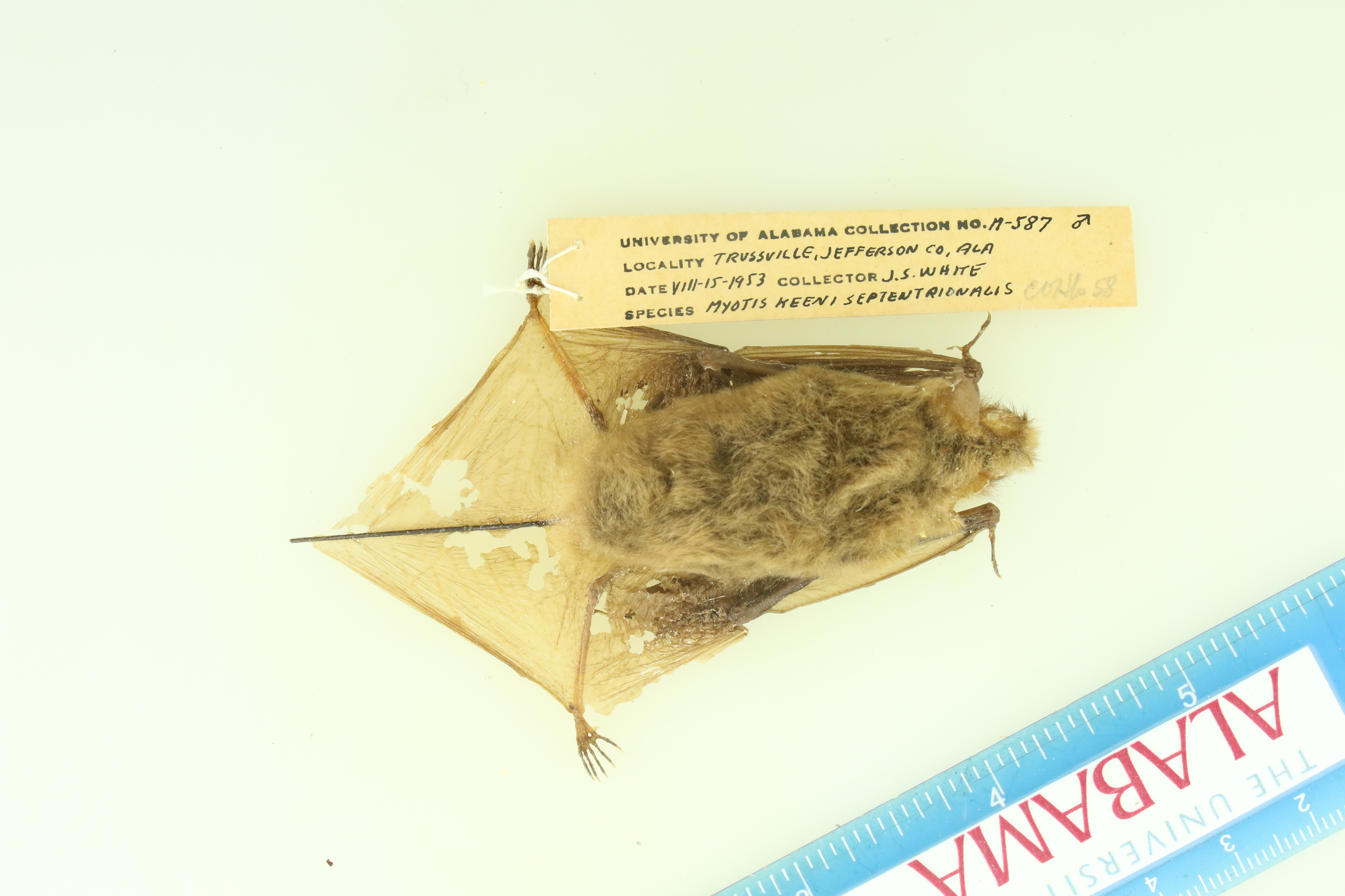 Myotis keenii