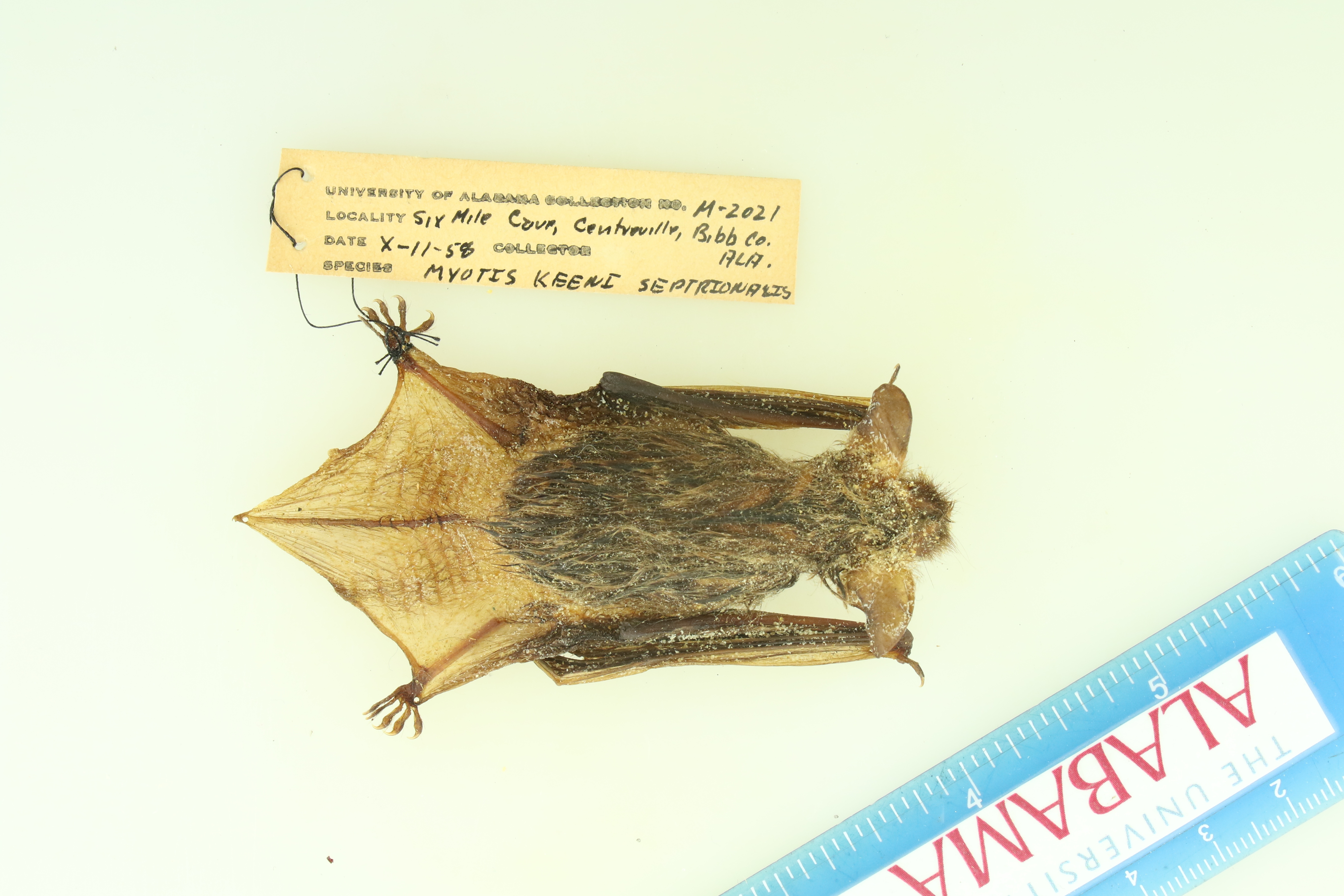 Myotis keenii