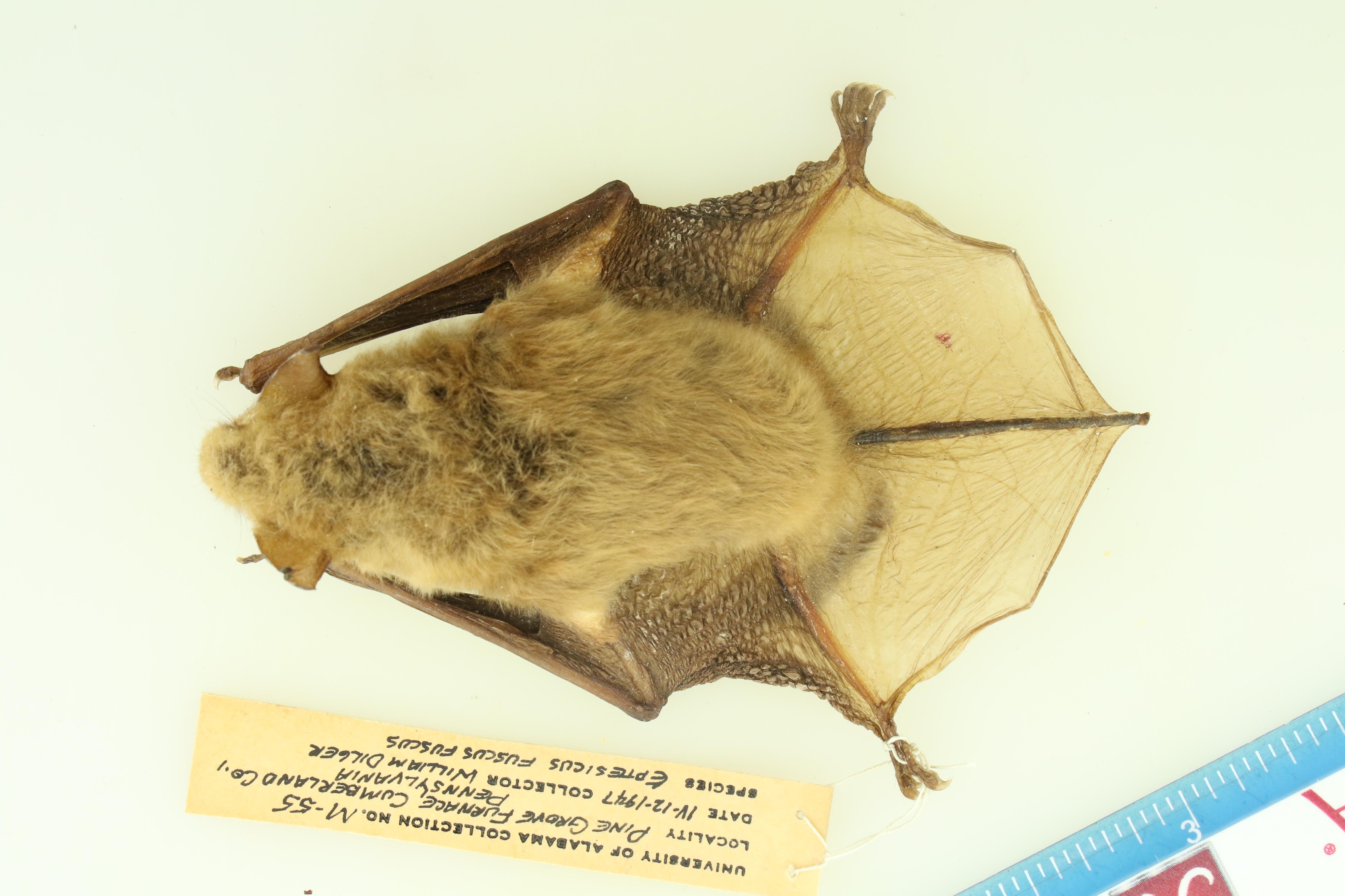 Eptesicus fuscus