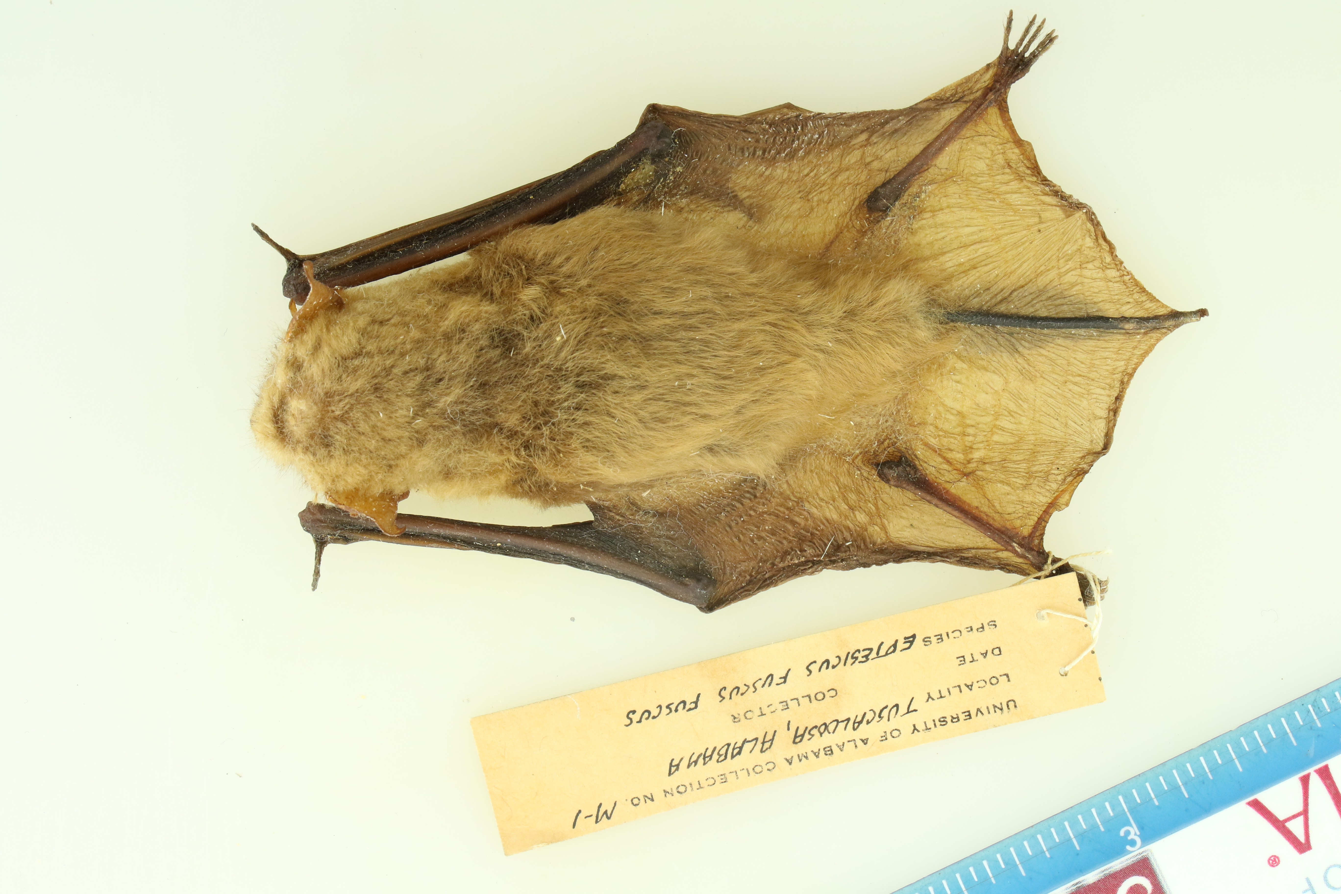 Eptesicus fuscus