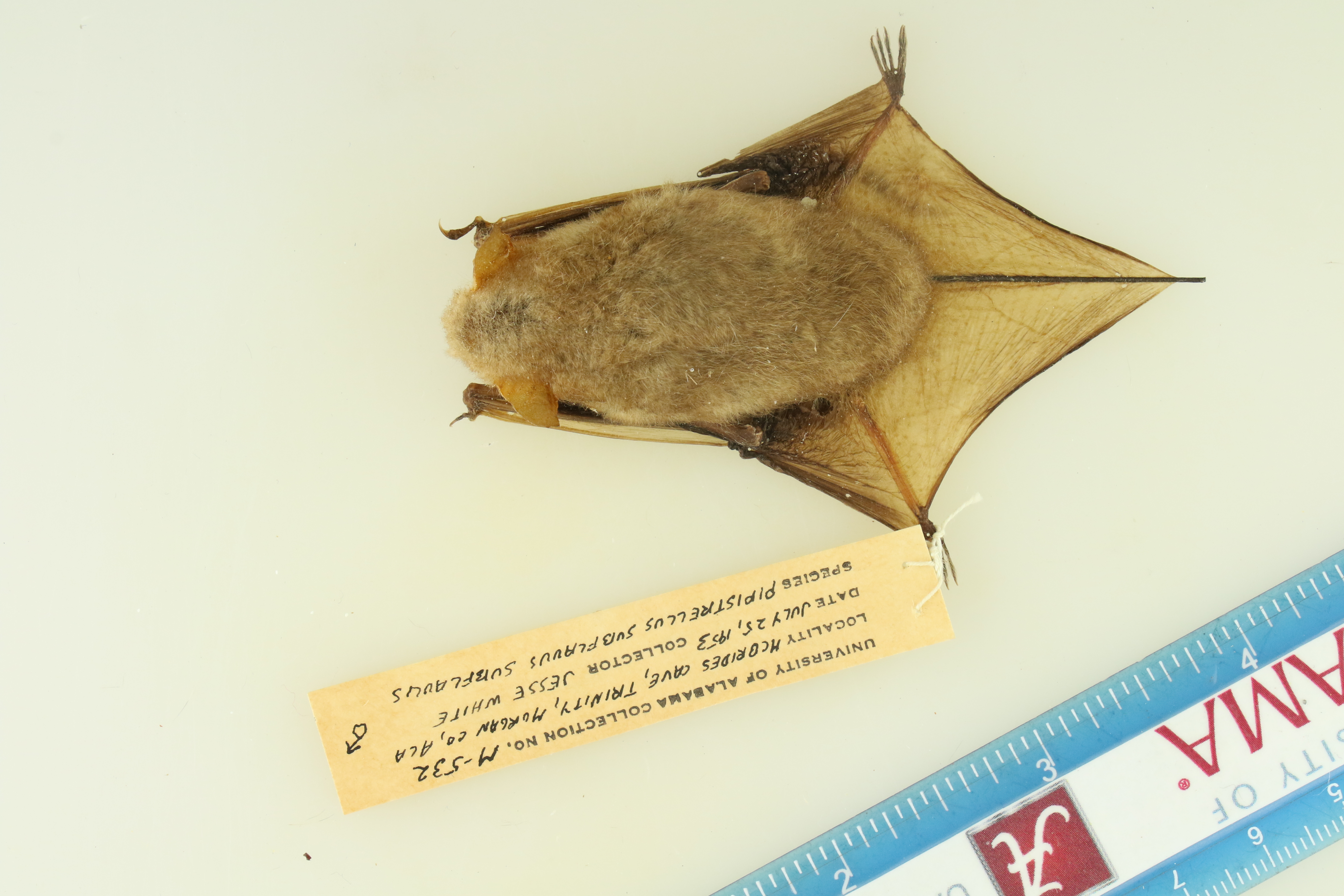 Perimyotis subflavus