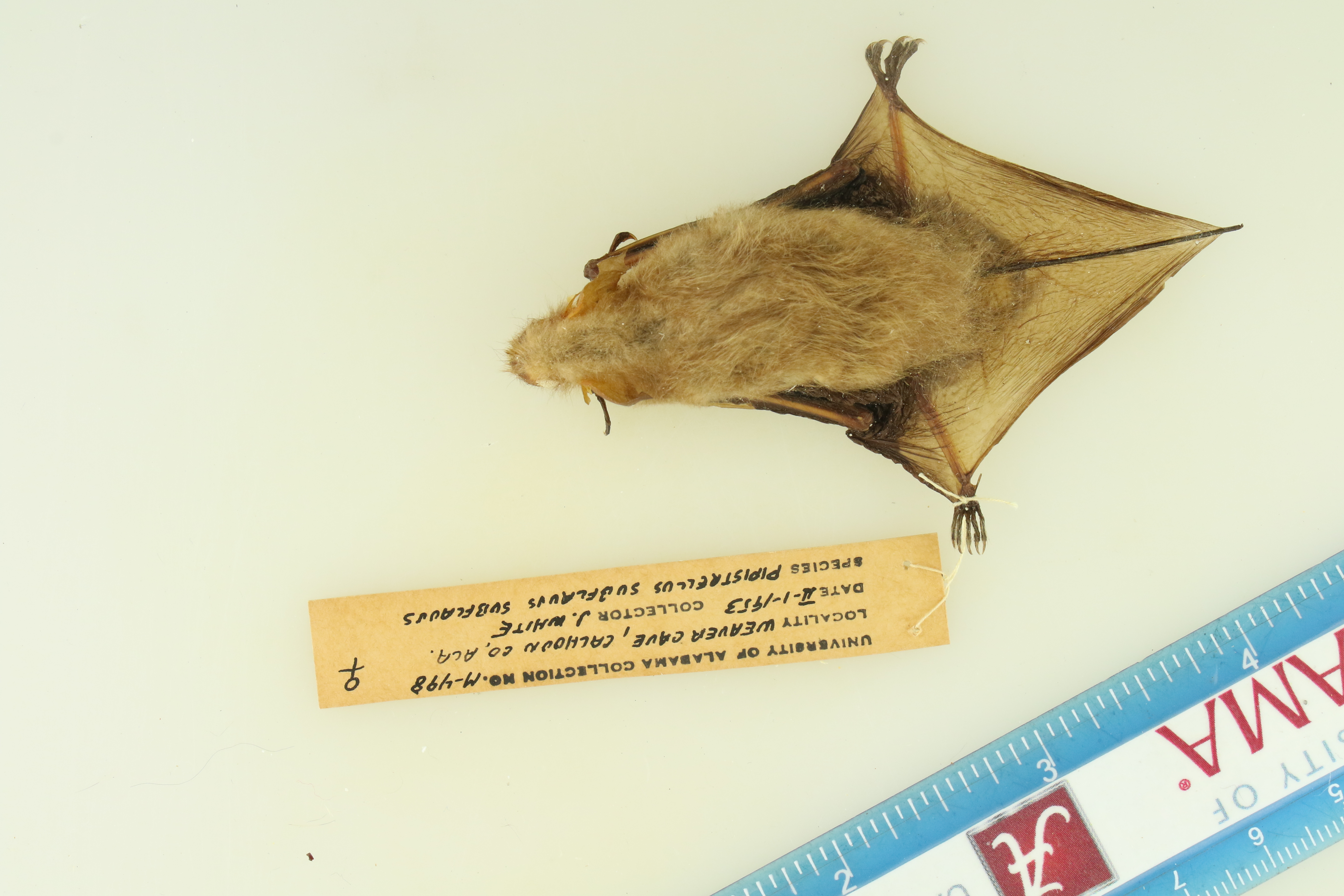 Perimyotis subflavus