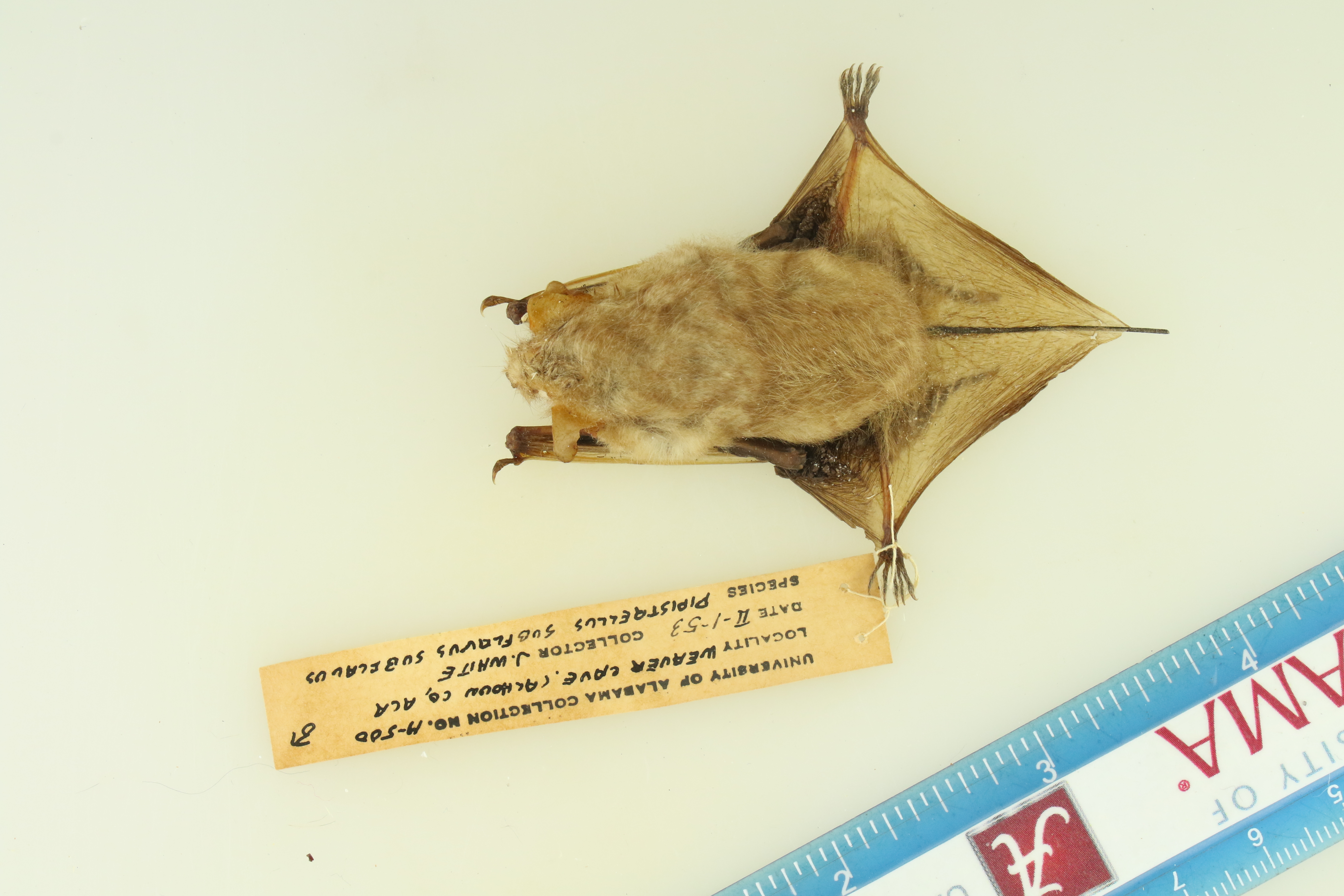 Perimyotis subflavus