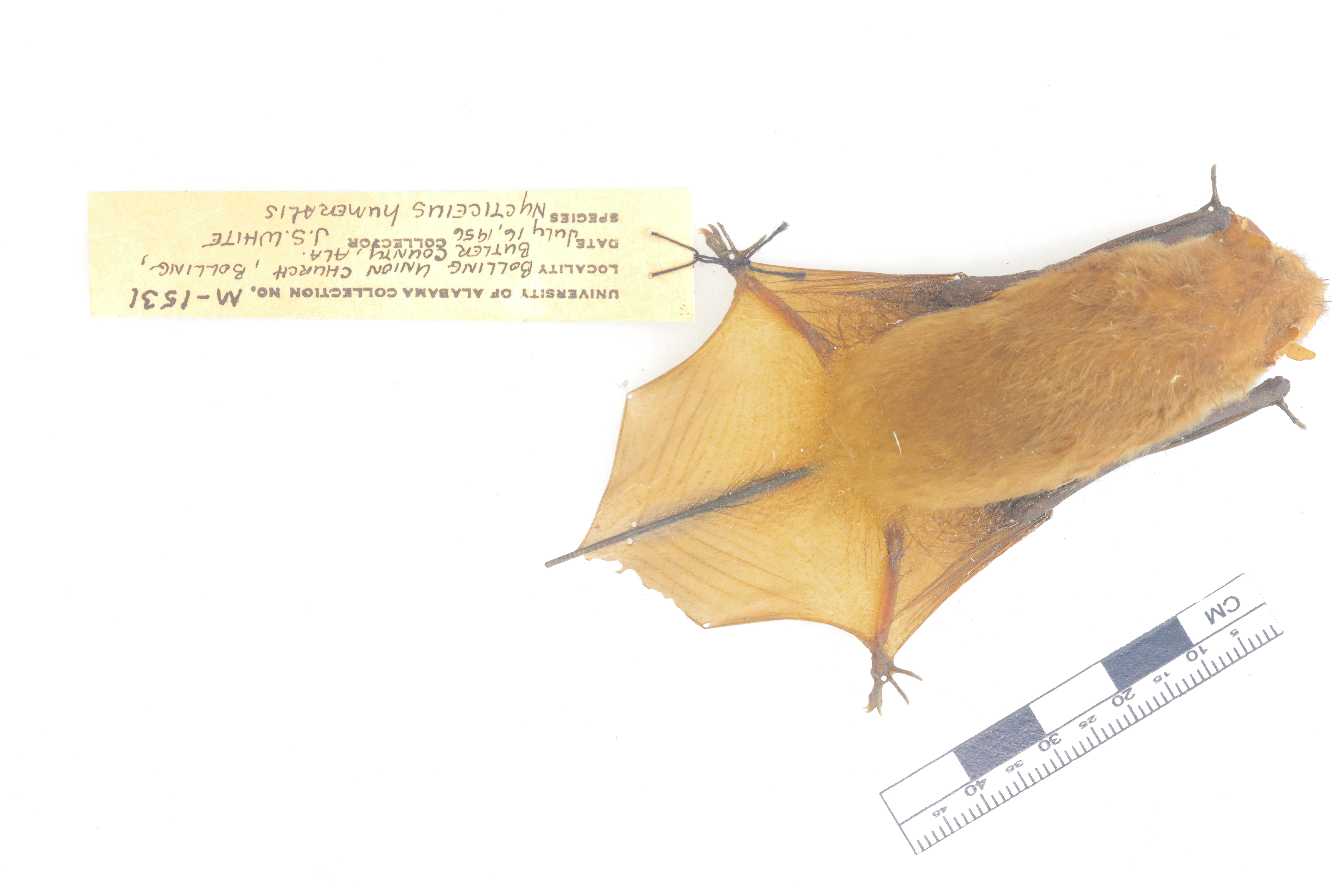 Nycticeius humeralis