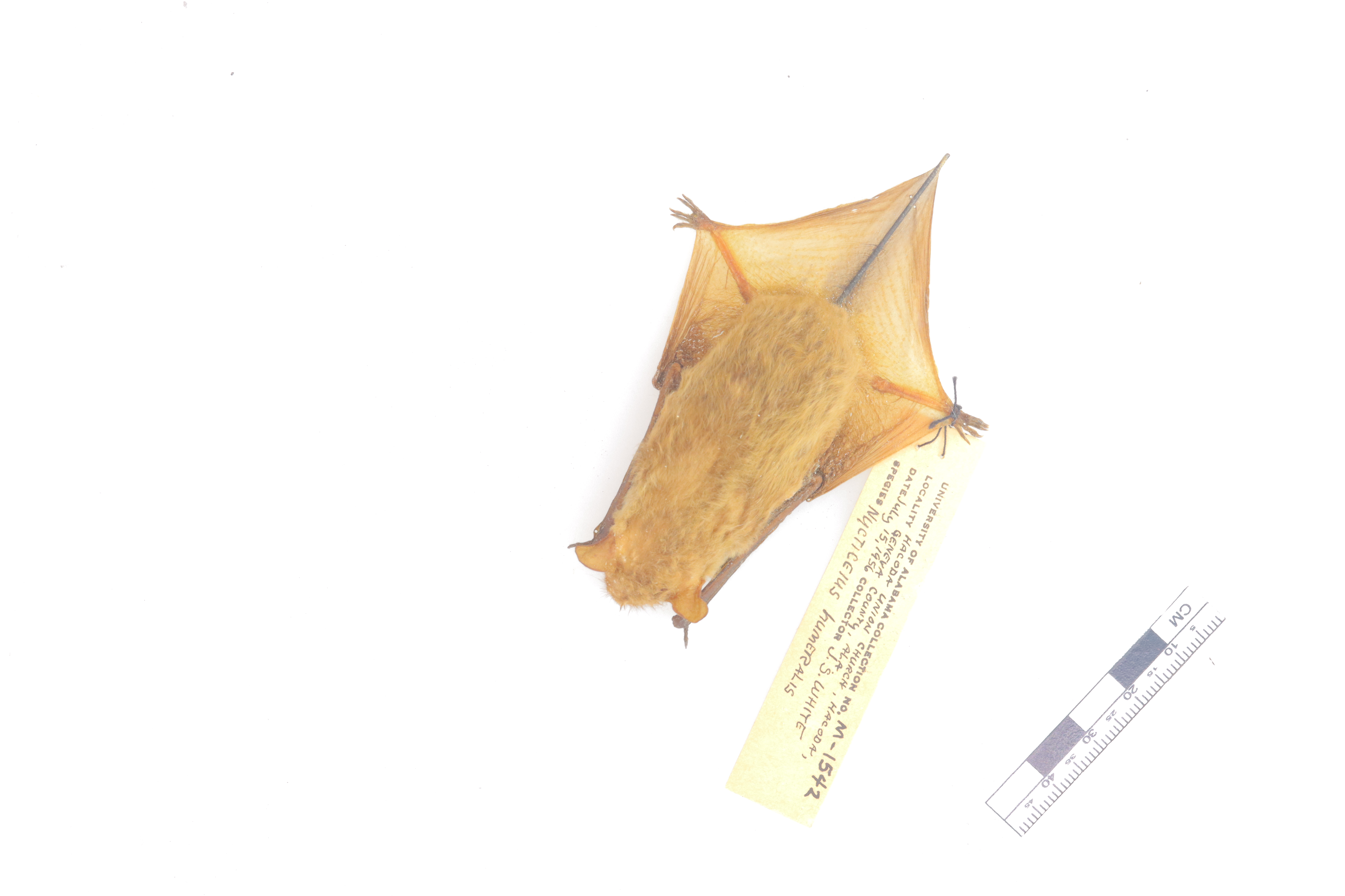 Nycticeius humeralis