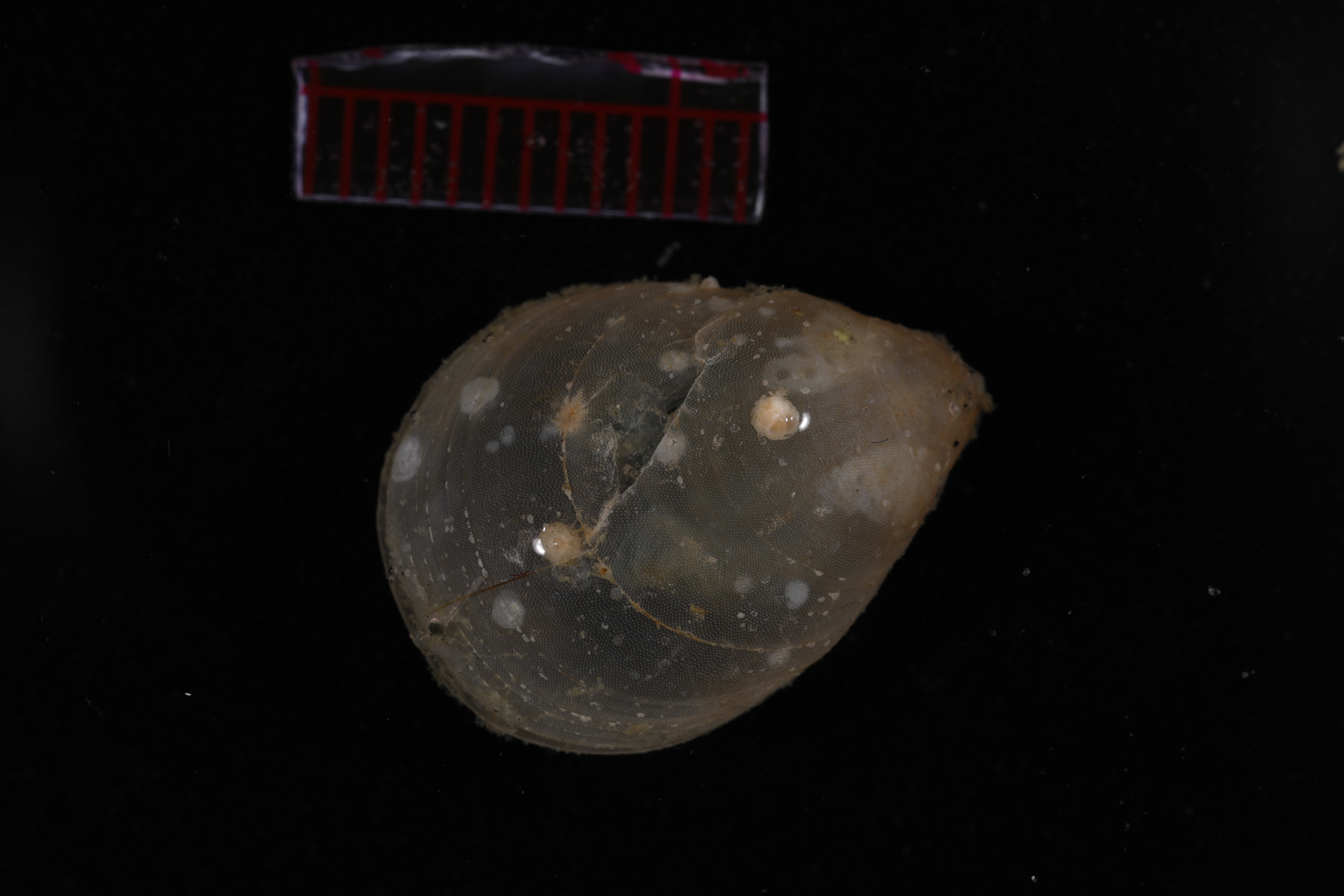 Pallenopsis