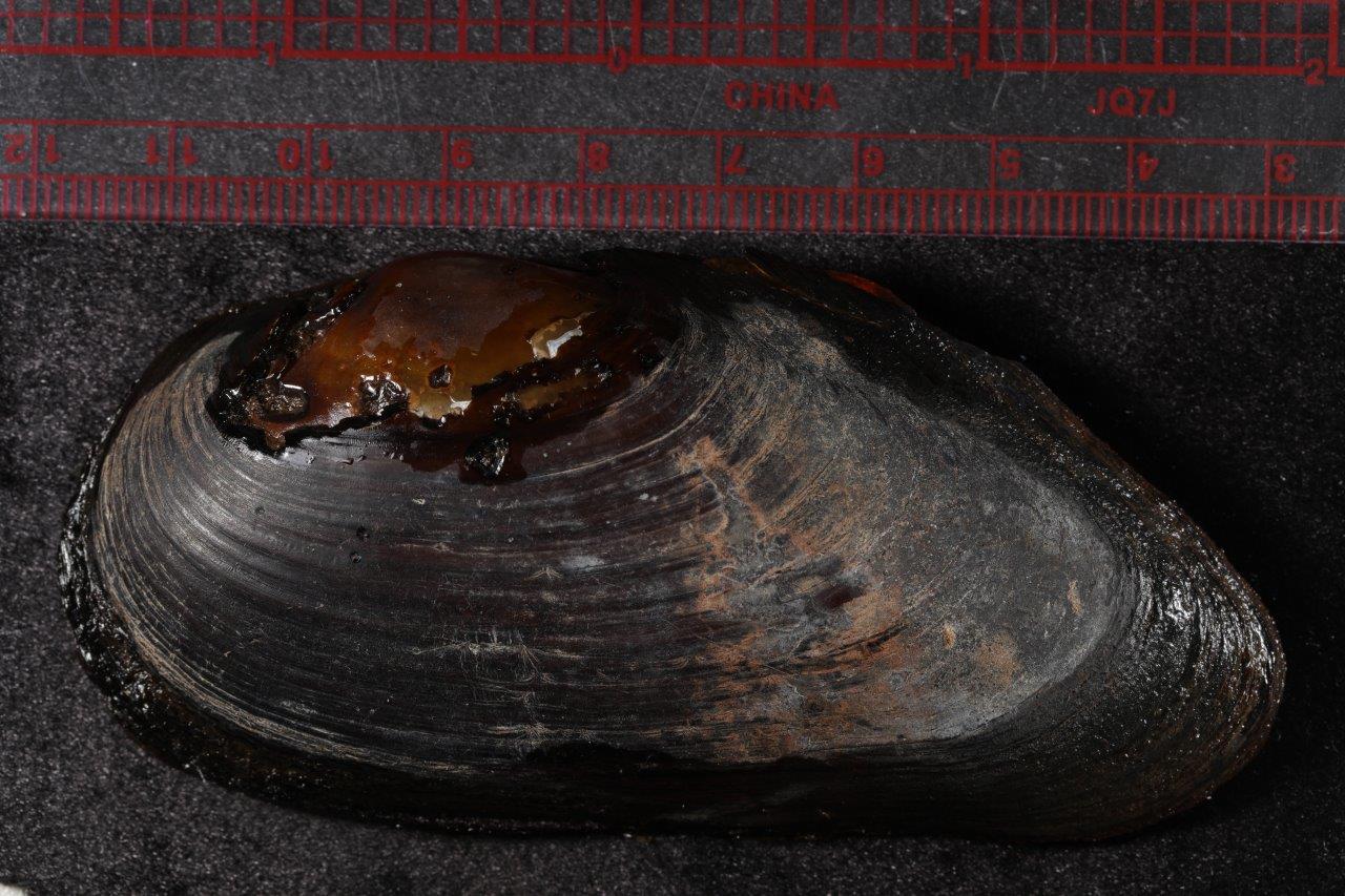 Margaritifera laevis