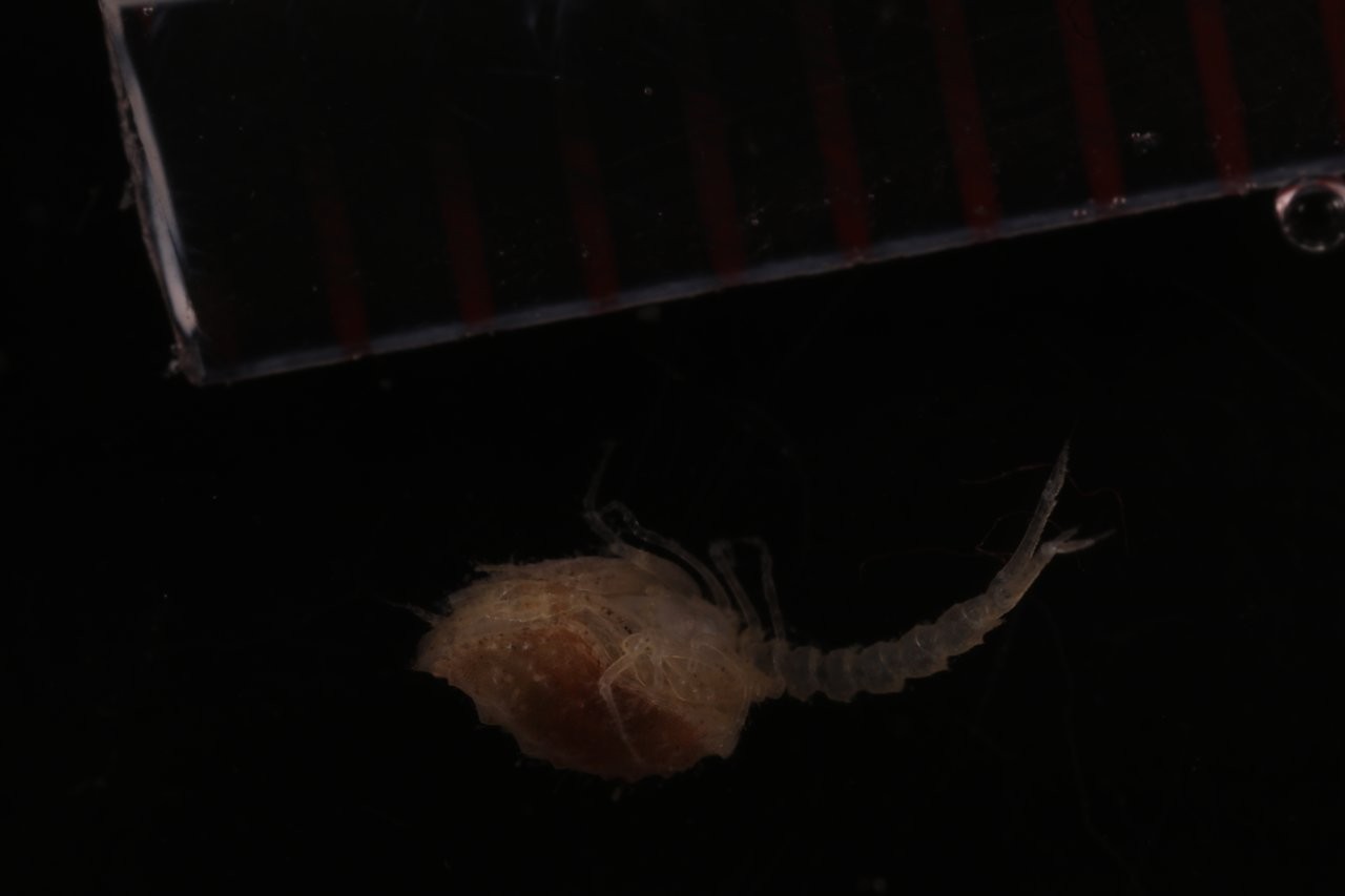 Specimen media