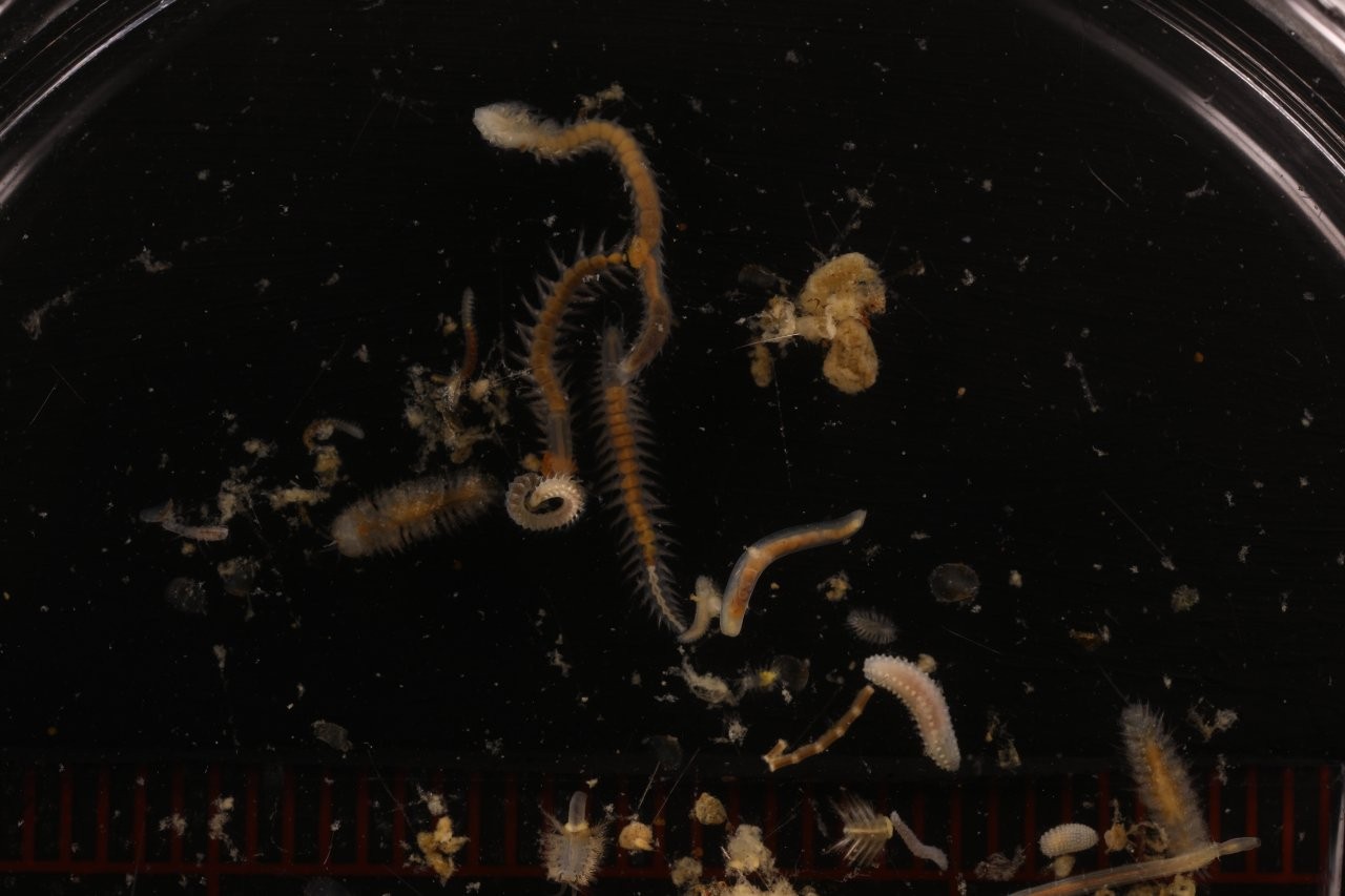 Specimen media