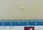 Record thumbnail