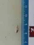 Specimen thumbnail