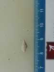 Specimen thumbnail
