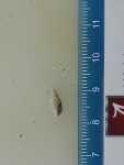 Specimen thumbnail