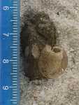 Specimen thumbnail