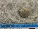 Record thumbnail